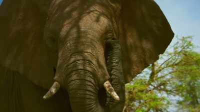 While Tembo struggles with his place
in the herd... - Serengeti