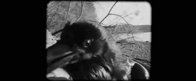 While the budgerigar
can be taught the most words, - Nandor Fodor and the Talking Mongoose