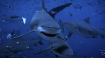 While the bull shark's
teeth act like a buzz saw, - Shark Attack Files