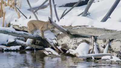 While the cat has gotten by
with small meals-- - Epic Yellowstone