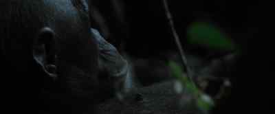 While the chimps go to
sleep high in the treetops… - Our Universe