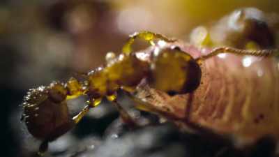 While the colony protects it, - Super/Natural
