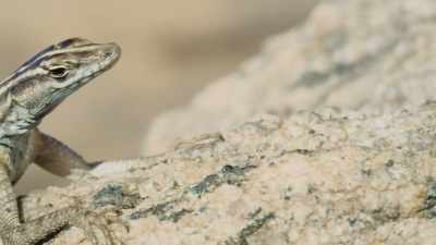 While the colourful males
are busy feeding, - Attenborough's Life in Colour