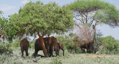 While the living is easy, - The Elephant Queen