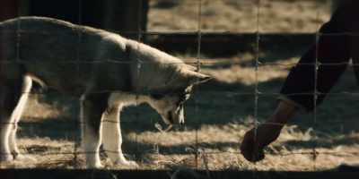 While the lower 48 celebrated Balto, - Togo
