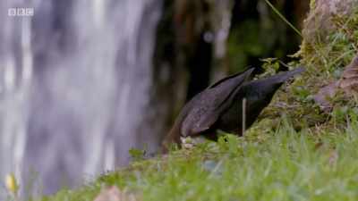 While the male gathers
suitable material, - Wales: Land of the Wild