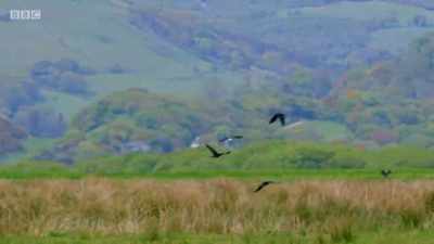 While the parents are distracted, - Wales: Land of the Wild
