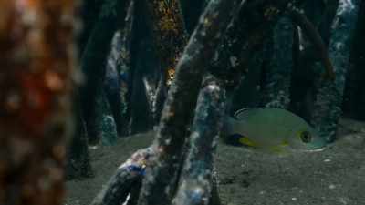 While the tangled roots protect them
from bigger fish, - Blue Planet II