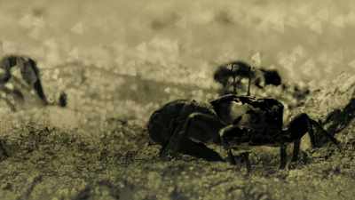 ..while the unpolarised crabs appear
darker against their background. - Attenborough's Life in Colour