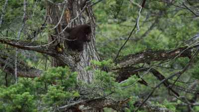 While their mother was foraging, - Epic Yellowstone