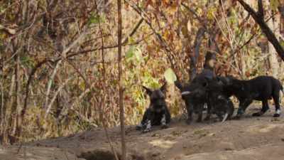 While they wait, the pups discover - Dynasties