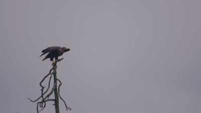 While white-tailed eagles
take a different approach. - Wild Nordic