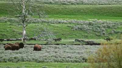 While winter kill leaves plenty - Yellowstone: One-Fifty