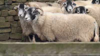 Whilst Sid makes the long walk home,
in the yard, - Our Yorkshire Farm