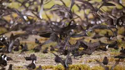 Whilst the more advanced chicks
take to the air... - Planet Earth: A Celebration
