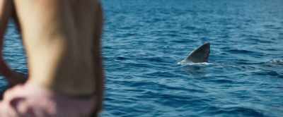 [whimpering] - Shark Bait