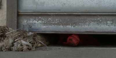 [whimpering] - Clifford the Big Red Dog