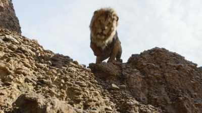 (WHIMPERING) - The Lion King