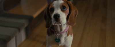 [whimpering] - A Dog's Journey