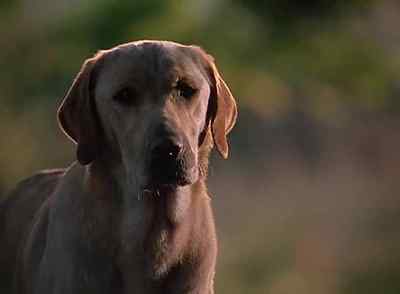 [WHIMPERS] - Far from Home: The Adventures of Yellow Dog