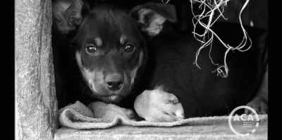 - (WHIMPERS)
- Well done, Johnny Boy. - Koko: A Red Dog Story