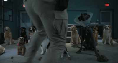 (whimpers, yells) - Strays