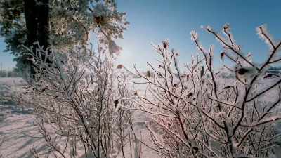 [whimsical orchestral music] - Timeless Love