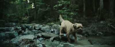 [WHINES AND BARKS] - Chaos Walking