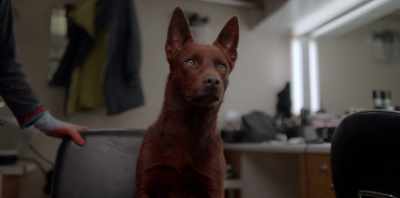 (WHINES) - Koko: A Red Dog Story