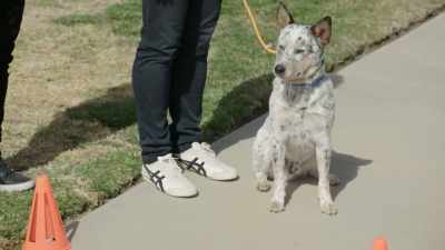 (whining). - Cesar Millan: Better Human, Better Dog