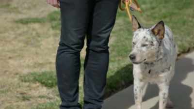 (whining). - Cesar Millan: Better Human, Better Dog