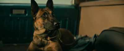 [whining] - Dog