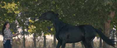 [whinnies] - Black Beauty