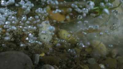 ..whipping land plants
from their margins - The Green Planet