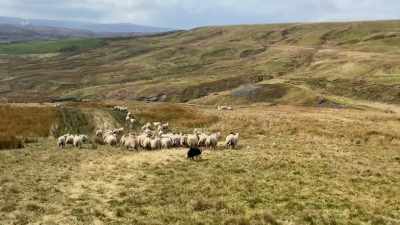 WHISTLING - Our Yorkshire Farm