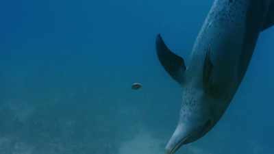 (WHISTLING) - Blue Planet II