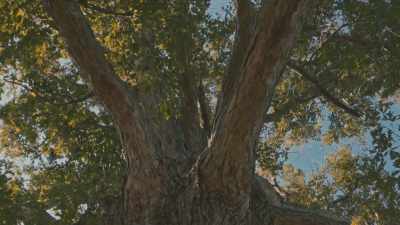 White oak tree is
to bourbon - Neat: The Story of Bourbon