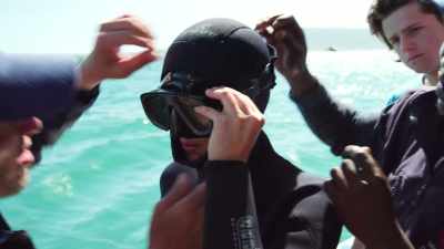 White sharks having their protective - Why on Earth
