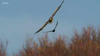 White-tailed eagles -
our biggest bird of prey. - Wild Isles
