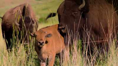 WHITE: When the buffalo
are here, the land is good. - The American Buffalo
