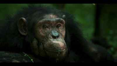 Who are we? - Chimp Empire