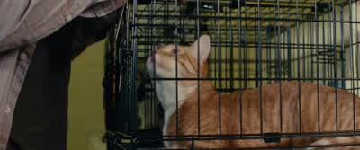 Who brought this cat in? - Gifted