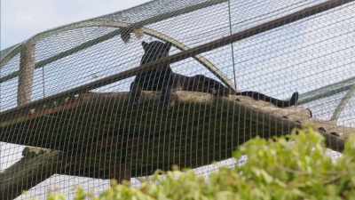 'Who did it benefit - Britain's Tiger Kings - On the Trail with Ross Kemp