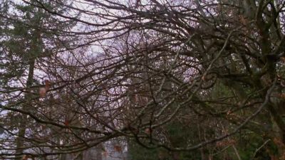 - Who found her?
- The gardener. - Smallville