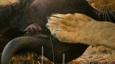 Who grow bigger and stronger every day. - Surviving Paradise: A Family Tale