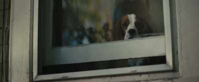 Who was I gonna play with?
[whining] - A Dog's Journey