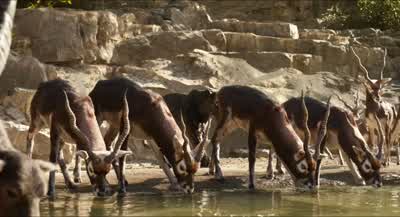 Whoa Don't forget the TruceI know the Law bucks - The Jungle Book