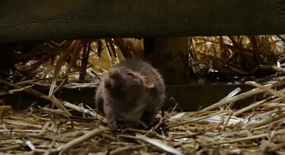Whoa Have you seen the beast next door - Charlotte's Web