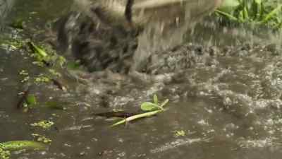 Whoa! - Swamp People