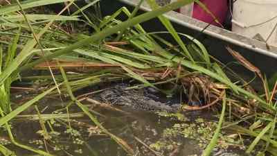 Whoa! - Swamp People
